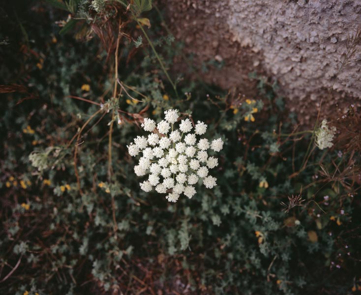 S'Enclusa, vegetation reclaiming structures, photograph by Manuel Pinar