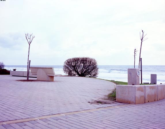 Lonely Bush - Manuel Pinar