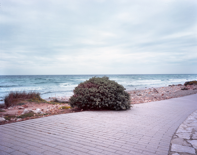 Lonely Bush - Manuel Pinar